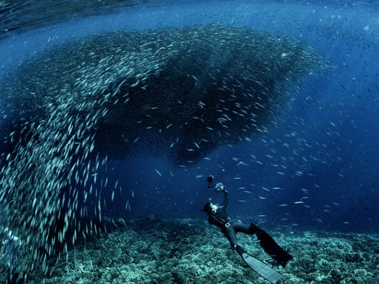 Oslob Whale Shark and Moalboal Tour - Brad Tours - Cebu, Philippines